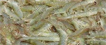 Naturel Sea Tiger Shrimp And Other Products ｈｏｒｉｚｏｎ ｅｎｔｅｒｐｒｉｓｅｓ