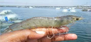 Naturel Sea Tiger Shrimp And Other Products ｈｏｒｉｚｏｎ ｅｎｔｅｒｐｒｉｓｅｓ