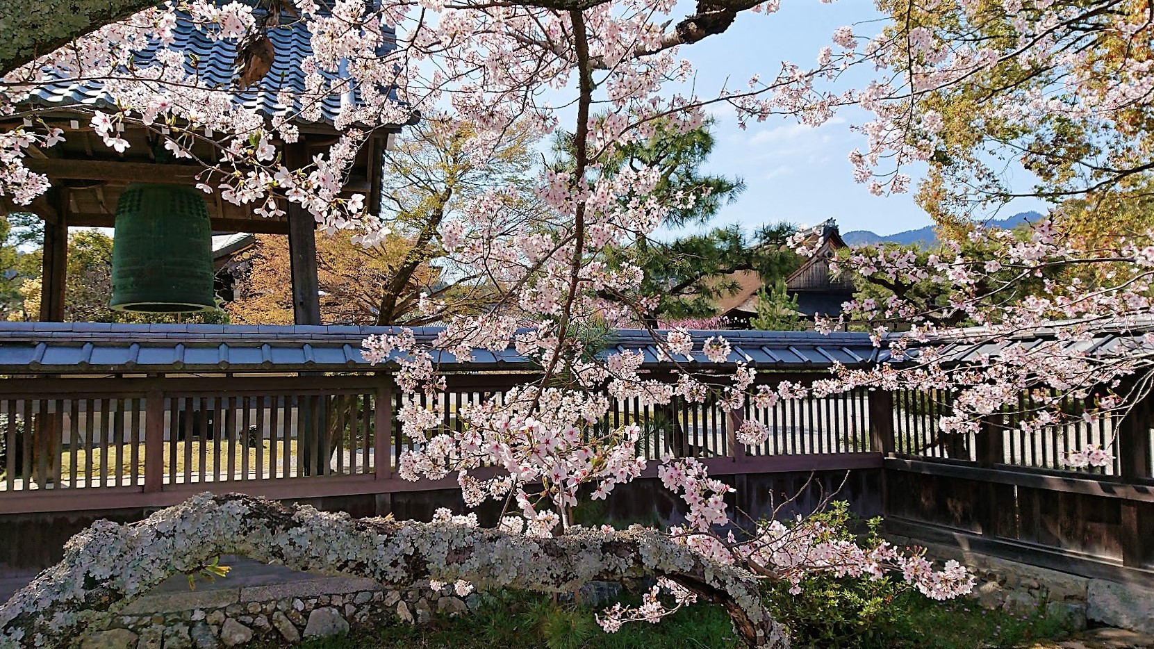 京都庭園散歩 大覚寺・大沢池(1)(2019年04)  蒼いコスモスu0027s Ownd