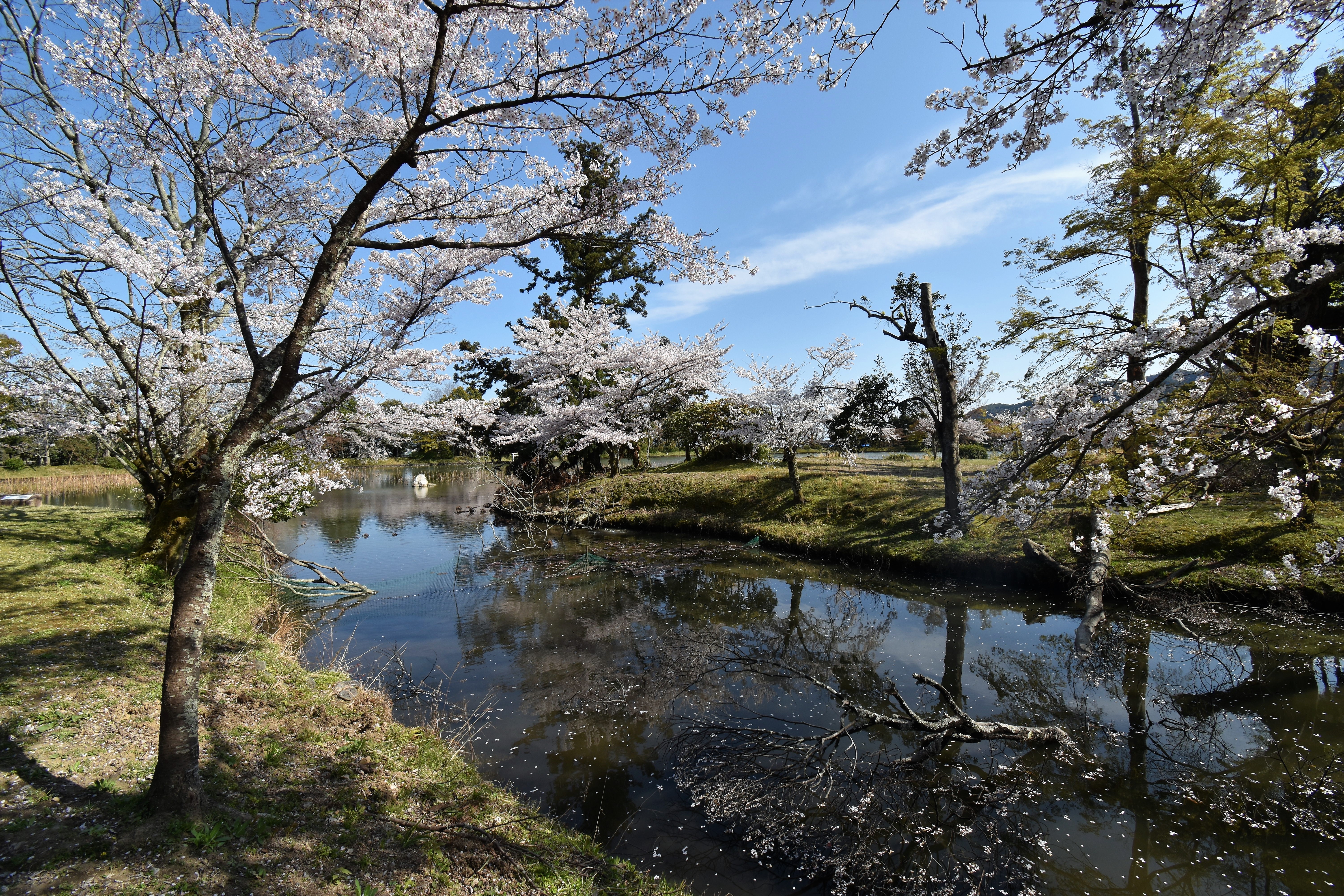 京都庭園散歩 大覚寺・大沢池(2)(2019年04月)  蒼いコスモスu0027s Ownd