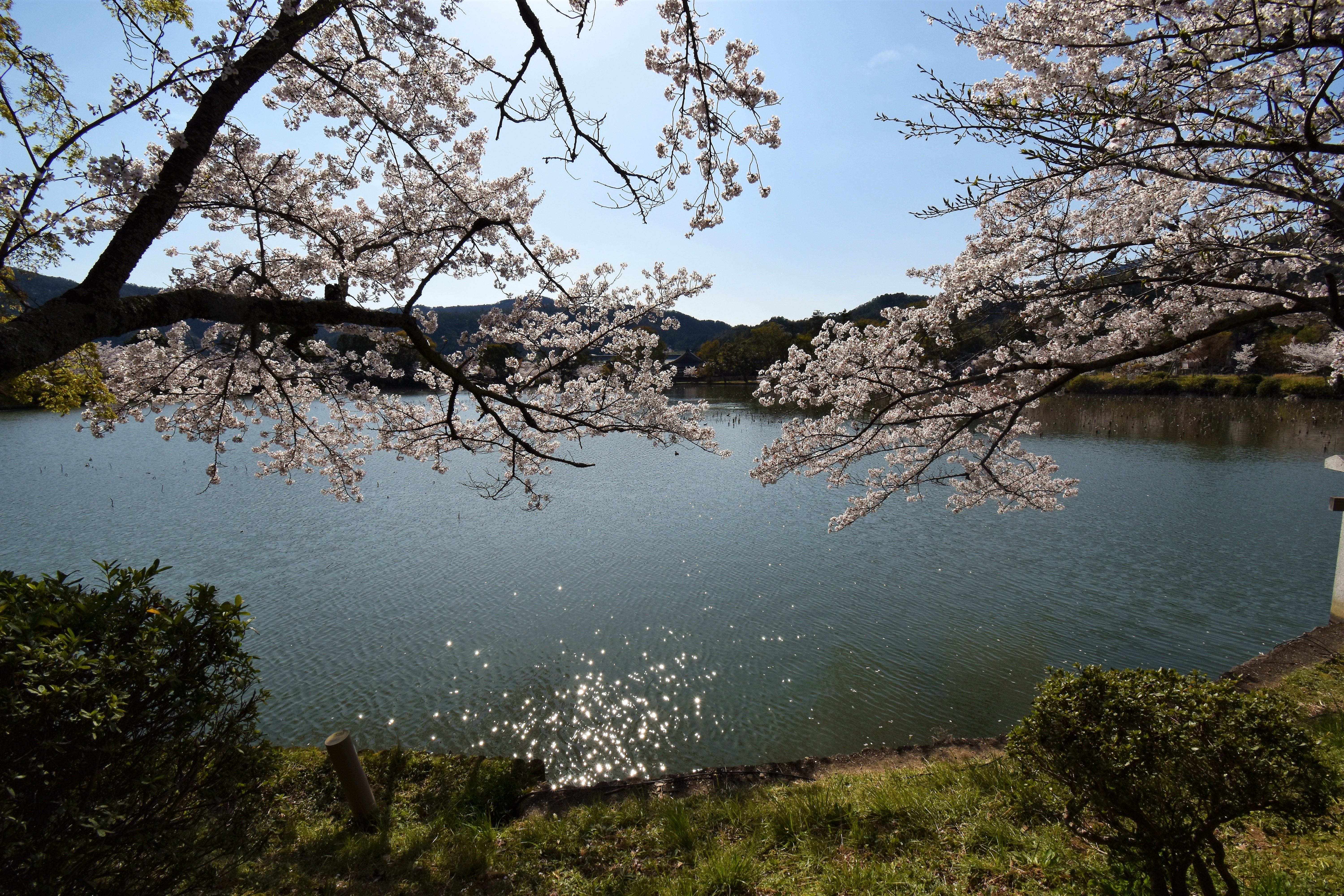 京都庭園散歩 大覚寺・大沢池(2)(2019年04月)  蒼いコスモスu0027s Ownd