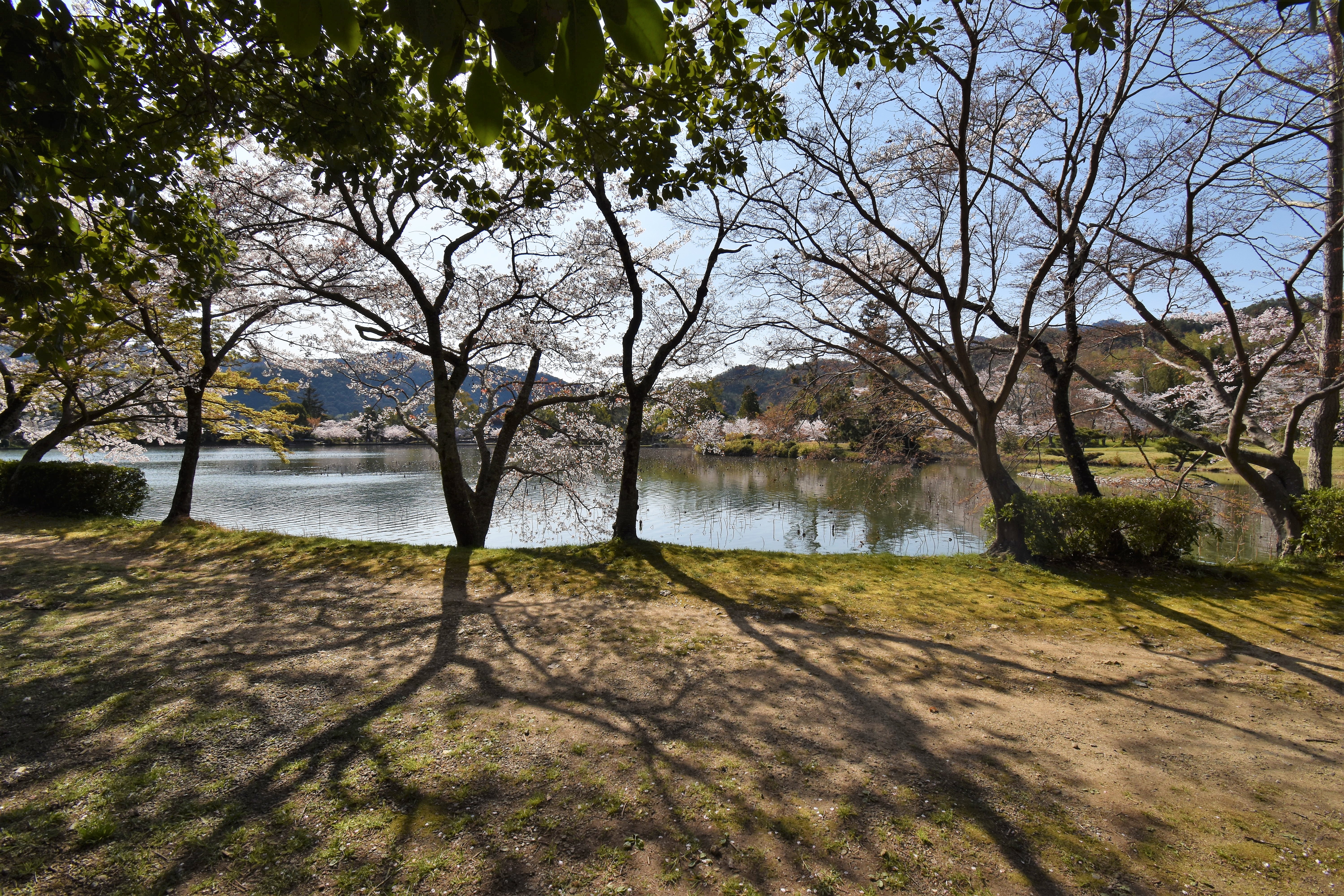 京都庭園散歩 大覚寺・大沢池(2)(2019年04月)  蒼いコスモスu0027s Ownd