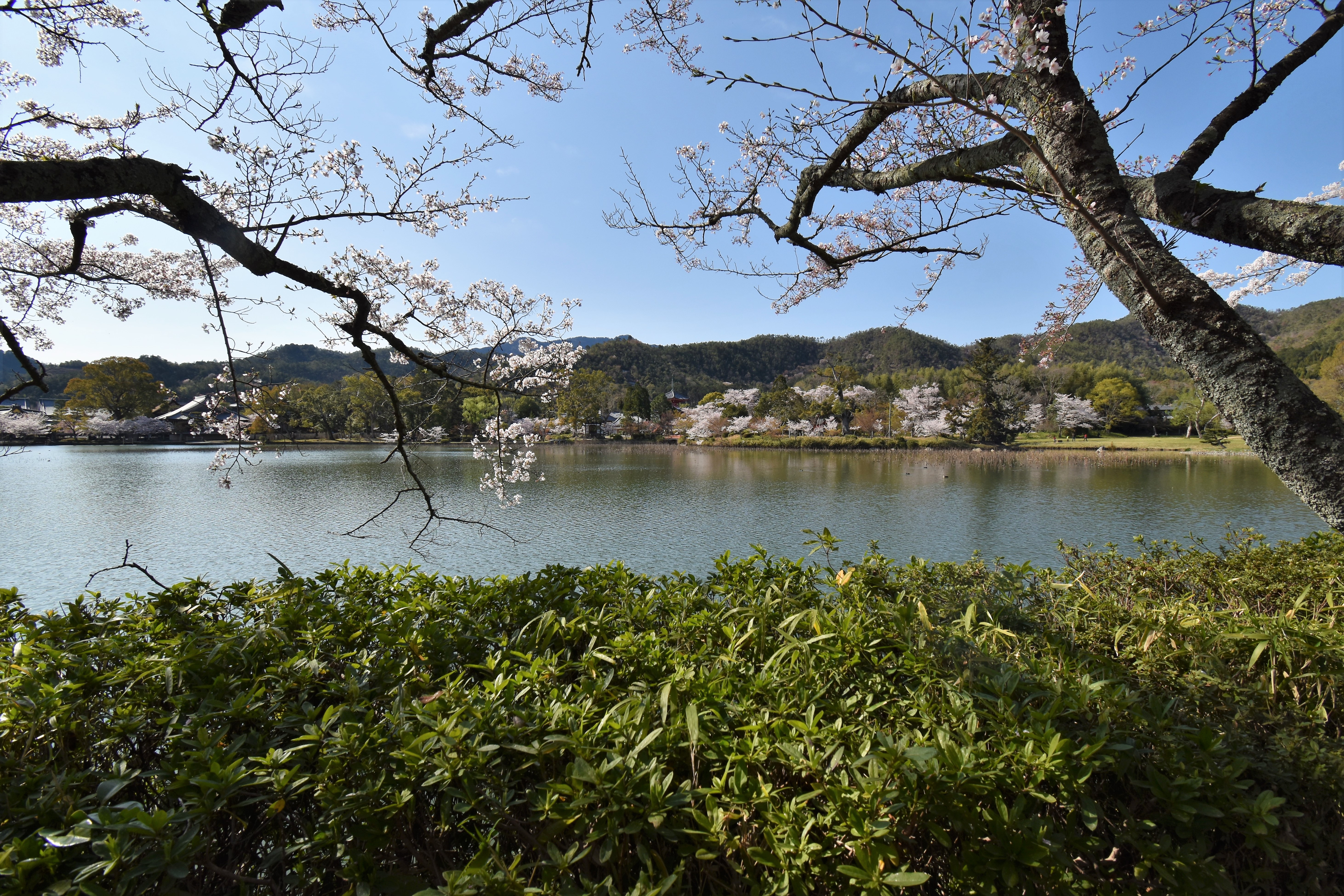 京都庭園散歩 大覚寺・大沢池(2)(2019年04月)  蒼いコスモスu0027s Ownd