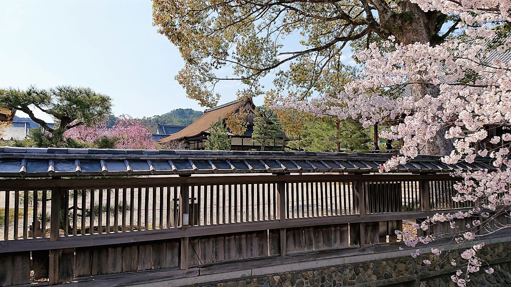 京都庭園散歩 大覚寺・大沢池(1)(2019年04)  蒼いコスモスu0027s Ownd