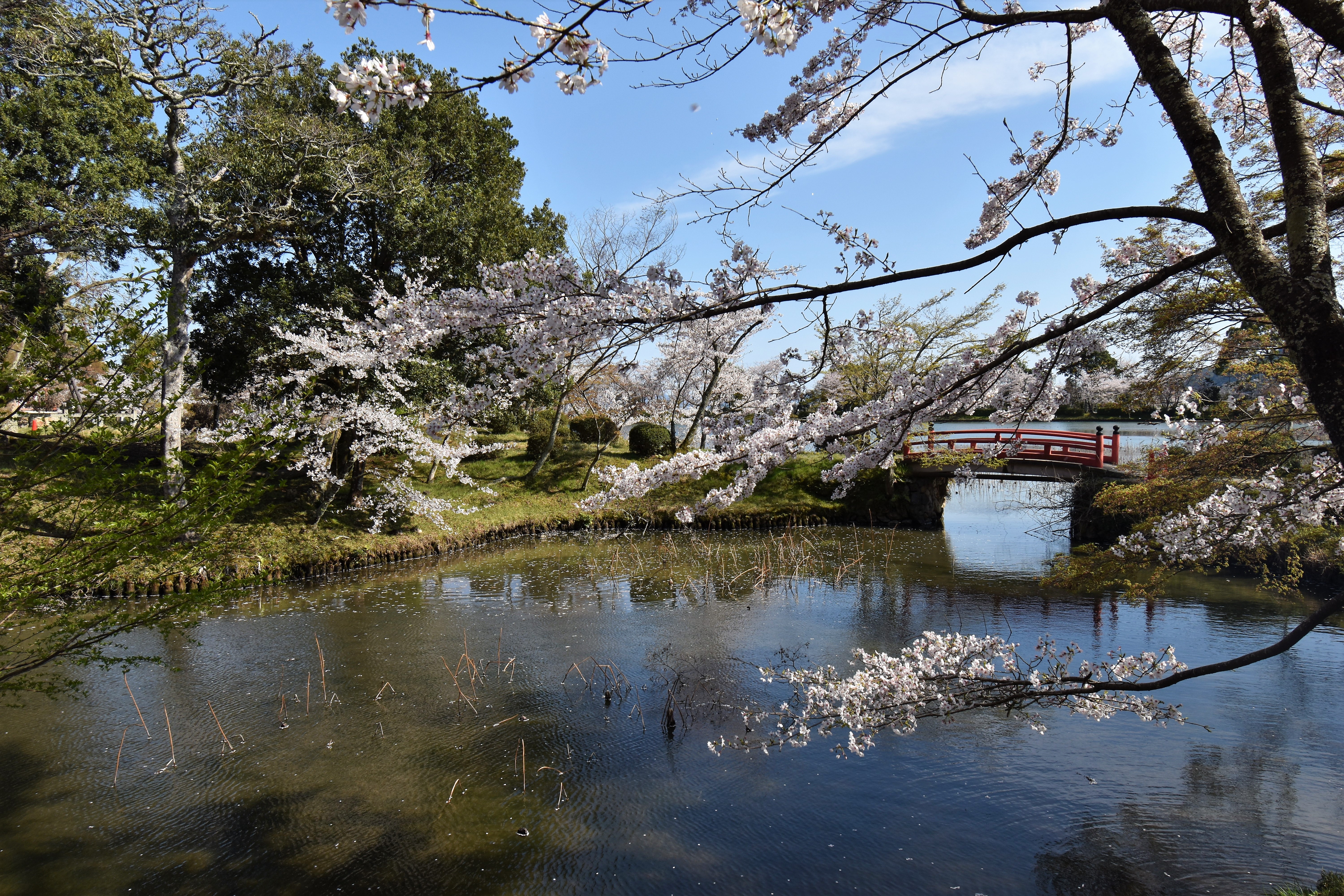 京都庭園散歩 大覚寺・大沢池(2)(2019年04月)  蒼いコスモスu0027s Ownd