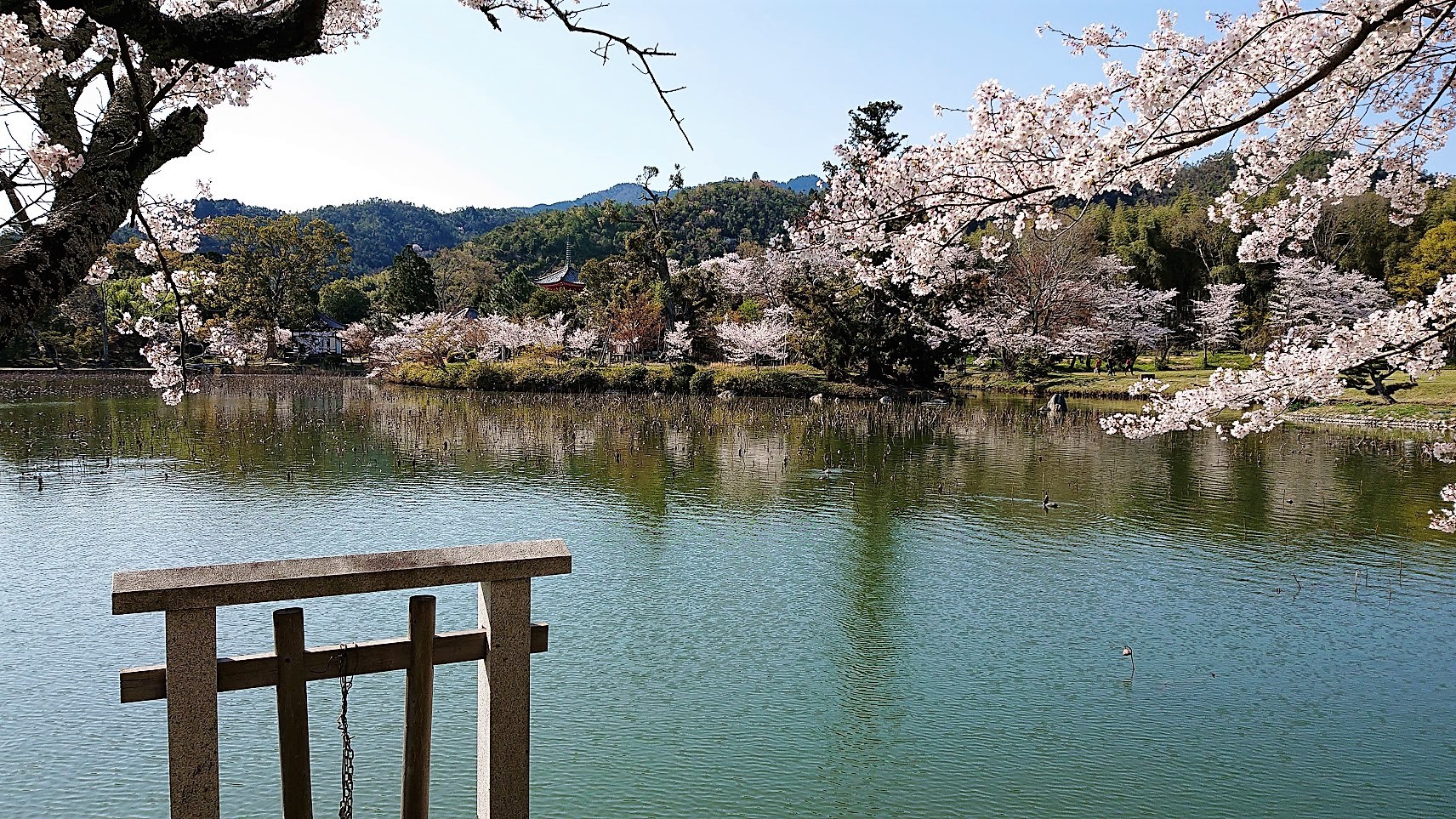 京都庭園散歩 大覚寺・大沢池(2)(2019年04月)  蒼いコスモスu0027s Ownd