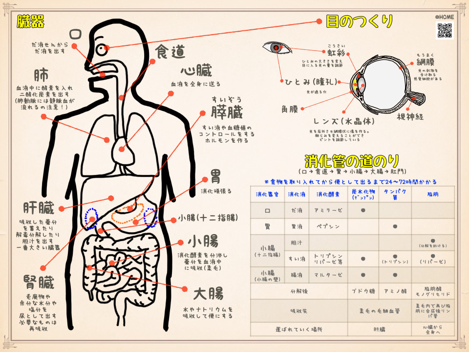 中学理科生物の解説 人体や目の仕組み 臓器や消化酵素の働きがわかるテストつきプリント 第二の家 ブログ 藤沢市の個別指導塾のお話