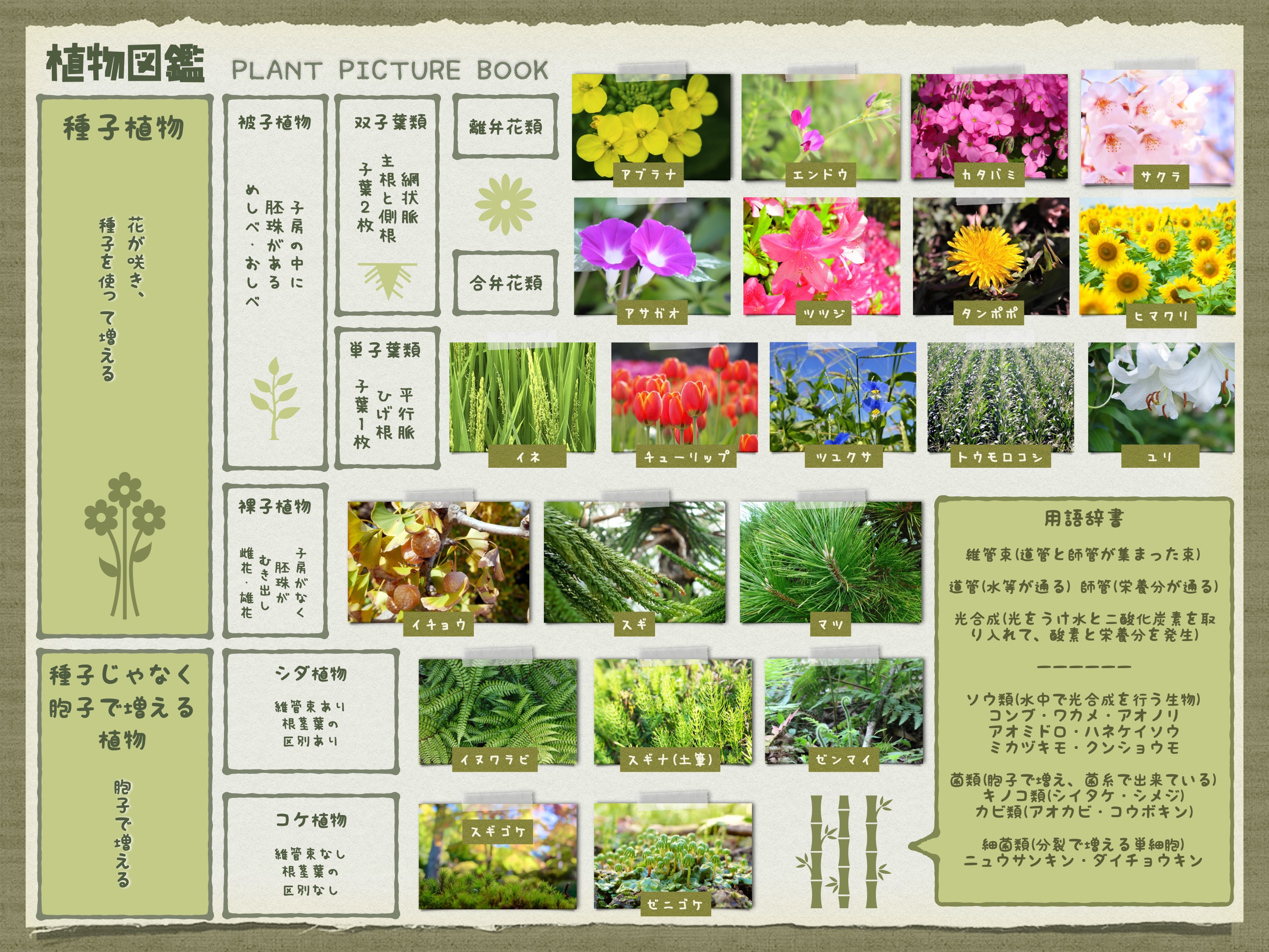 植物図鑑プリントを期間限定で無料ダウンロードプレゼント 第二の家 ブログ 藤沢市の個別指導塾のお話