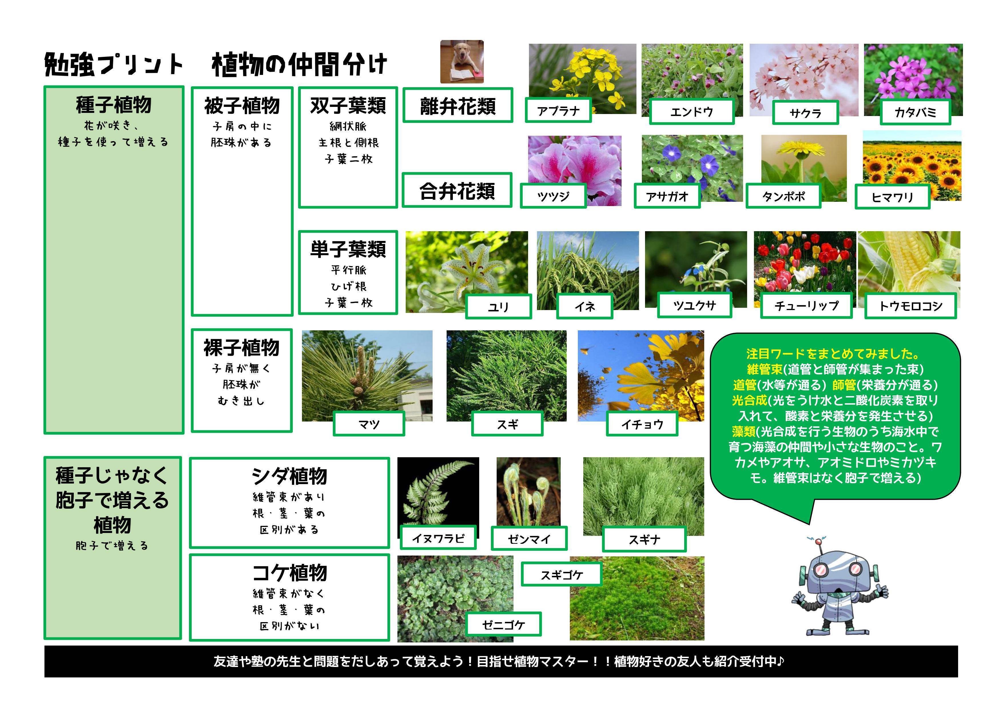 勉強オリジナルプリント 中学理科生物対策 植物の種類徹底解剖プリント 第二の家 ブログ 藤沢市の個別指導塾のお話