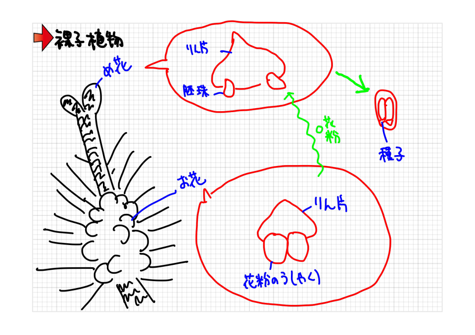 理科植物対策 大問先生の神奈川県立高校入試問題攻略法 第二の家 ブログ 藤沢市の個別指導塾のお話