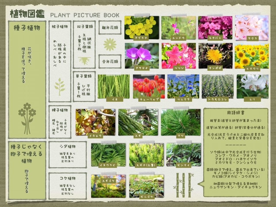 理科植物対策 大問先生の神奈川県立高校入試問題攻略法 第二の家 ブログ 藤沢市の個別指導塾のお話