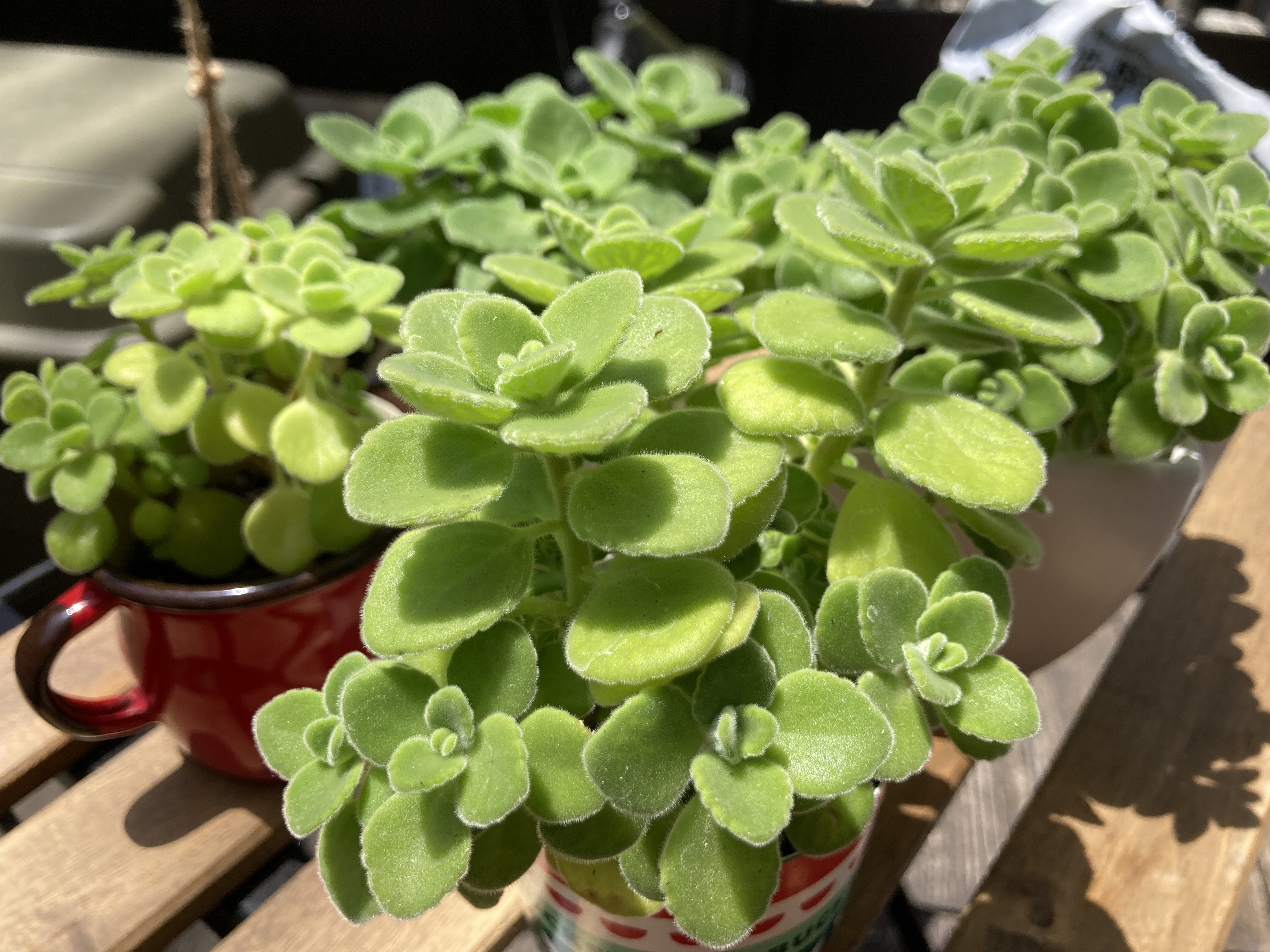 多肉植物アロマティカスの里親募集制度を始めました 第二の家 ブログ 藤沢市の個別指導塾のお話