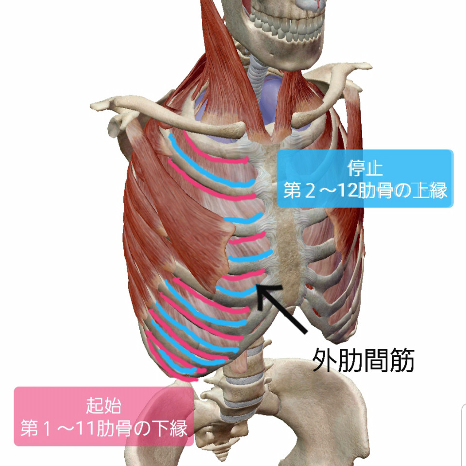肋間筋の拡張 呼吸改善から姿勢改善へ 町田 姿勢改善専門パーソナルジムpulchra