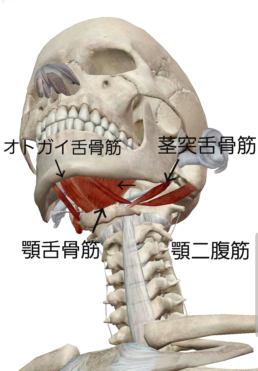 二重あご解消が姿勢改善につながる 町田 姿勢改善専門パーソナルジムpulchra