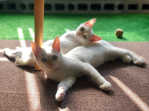 いちごや ねこ部 ねこカフェ 株式会社 いちごいち会 いちごや ねこ部 ねこカフェ 株式会社 いちごいち会