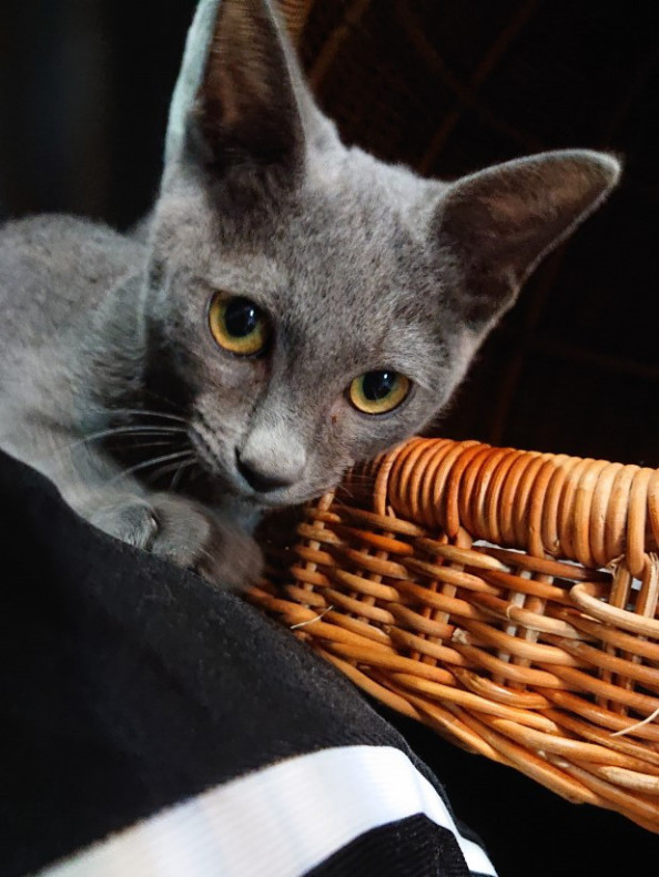 いちごや ねこ部 ねこカフェ 株式会社 いちごいち会