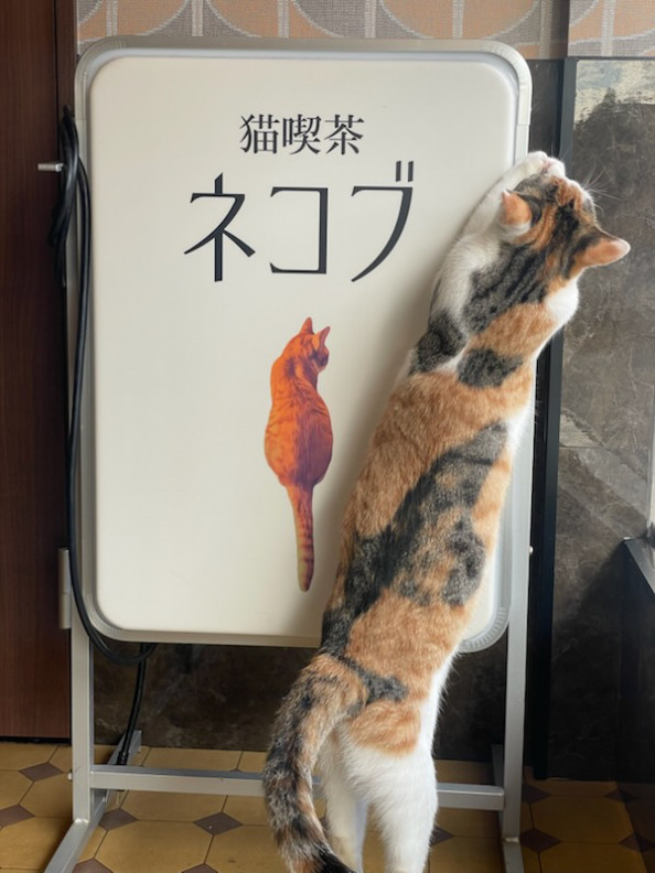 猫喫茶 ネコブ | 株式会社 いちごいち会