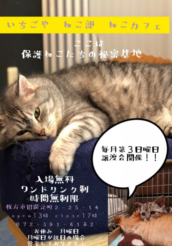 いちごや ねこ部 ねこカフェ 株式会社 いちごいち会 いちごや ねこ部 ねこカフェ 株式会社 いちごいち会