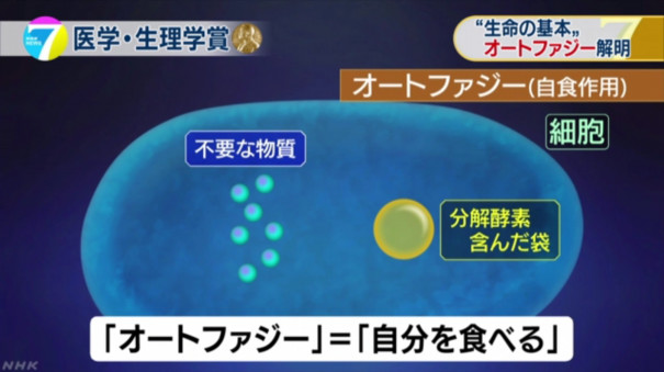 オートファジー 肥満は老ける 筋トレは皮膚が若返りの仮説 Fphime 報道府