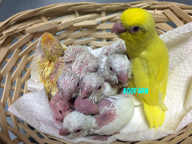 マメルリハ アルビノの飼い主様募集 終了 Koofarm