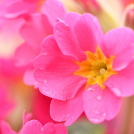 スペアミントの花が咲いた よっしゃの光遊び