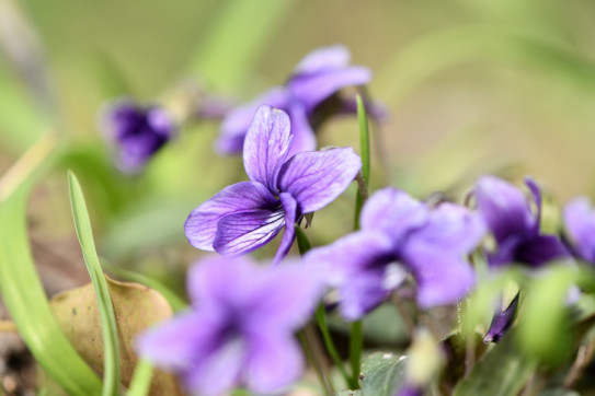 僕はまだその花の名前を知りません8 よっしゃの光遊び