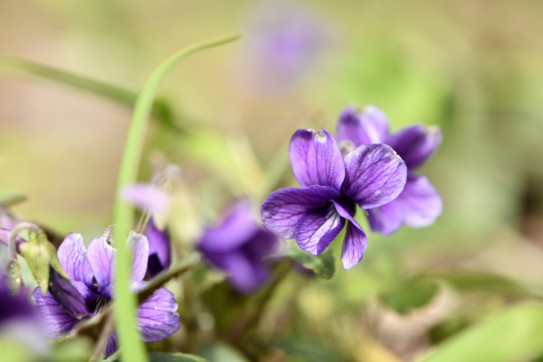 僕はまだその花の名前を知りません7 よっしゃの光遊び