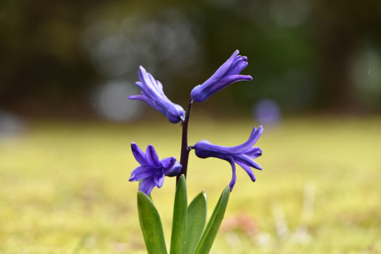 僕はまだこの花の名前を知りません1 よっしゃの光遊び