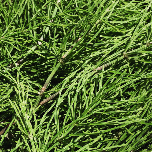 スギナ茶 大宮弥生