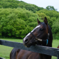 なぞなぞの答えを発表する シナリオライター馬込坂多のhp