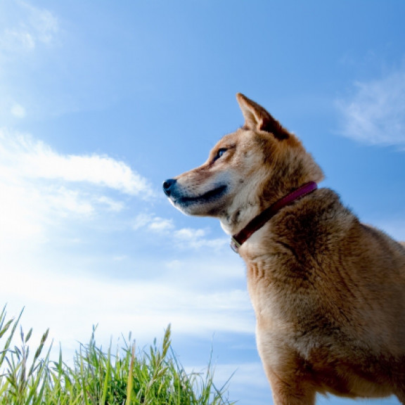 最新白い 犬 黒い 犬 なぞなぞ