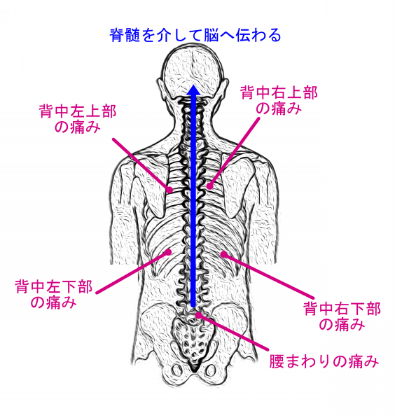 背中や腰の痛みは内臓疾患の可能性があります 大阪府交野市 本物のカイロプラクティック 萩原脊椎矯正院