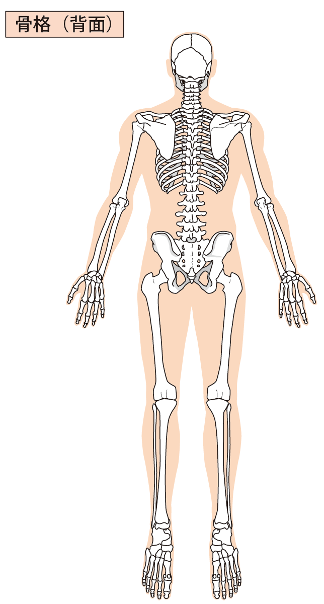 0以上 人体 骨 イラスト 人体 骨格 イラスト 無料 Bigmuryo