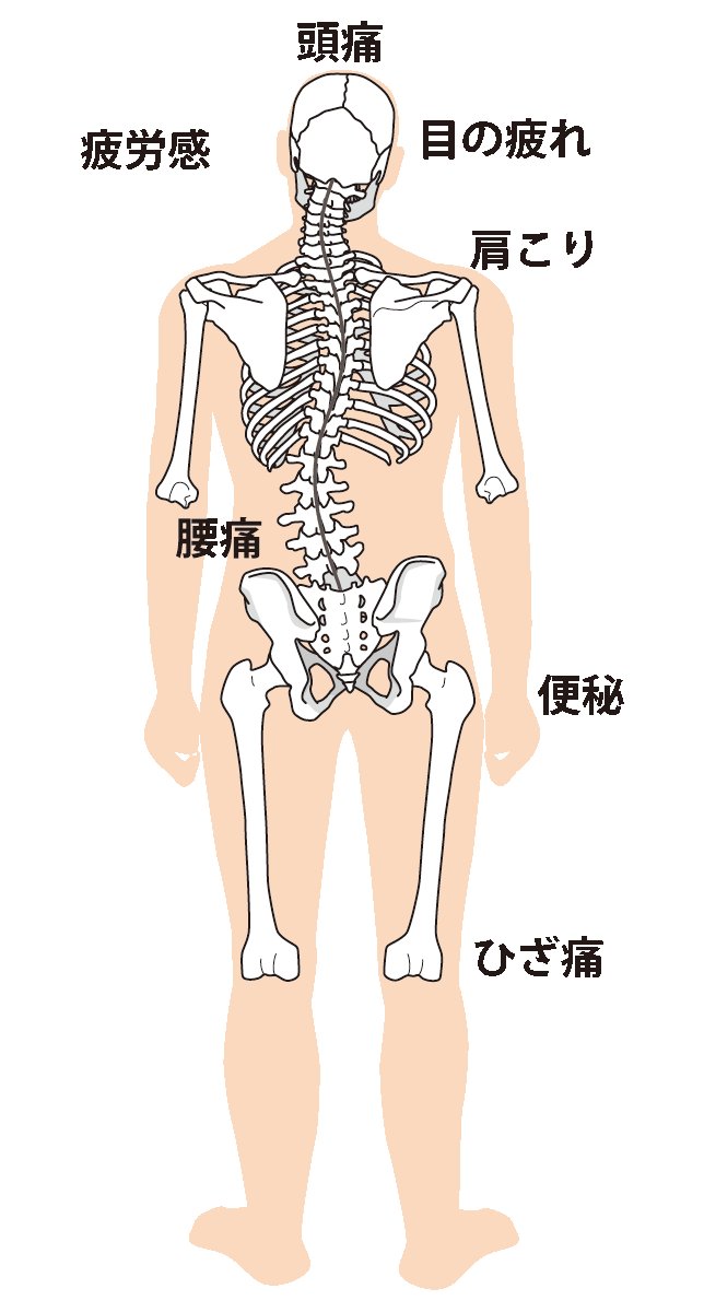 最新 人体 模型 イラスト Pngイラスト画像