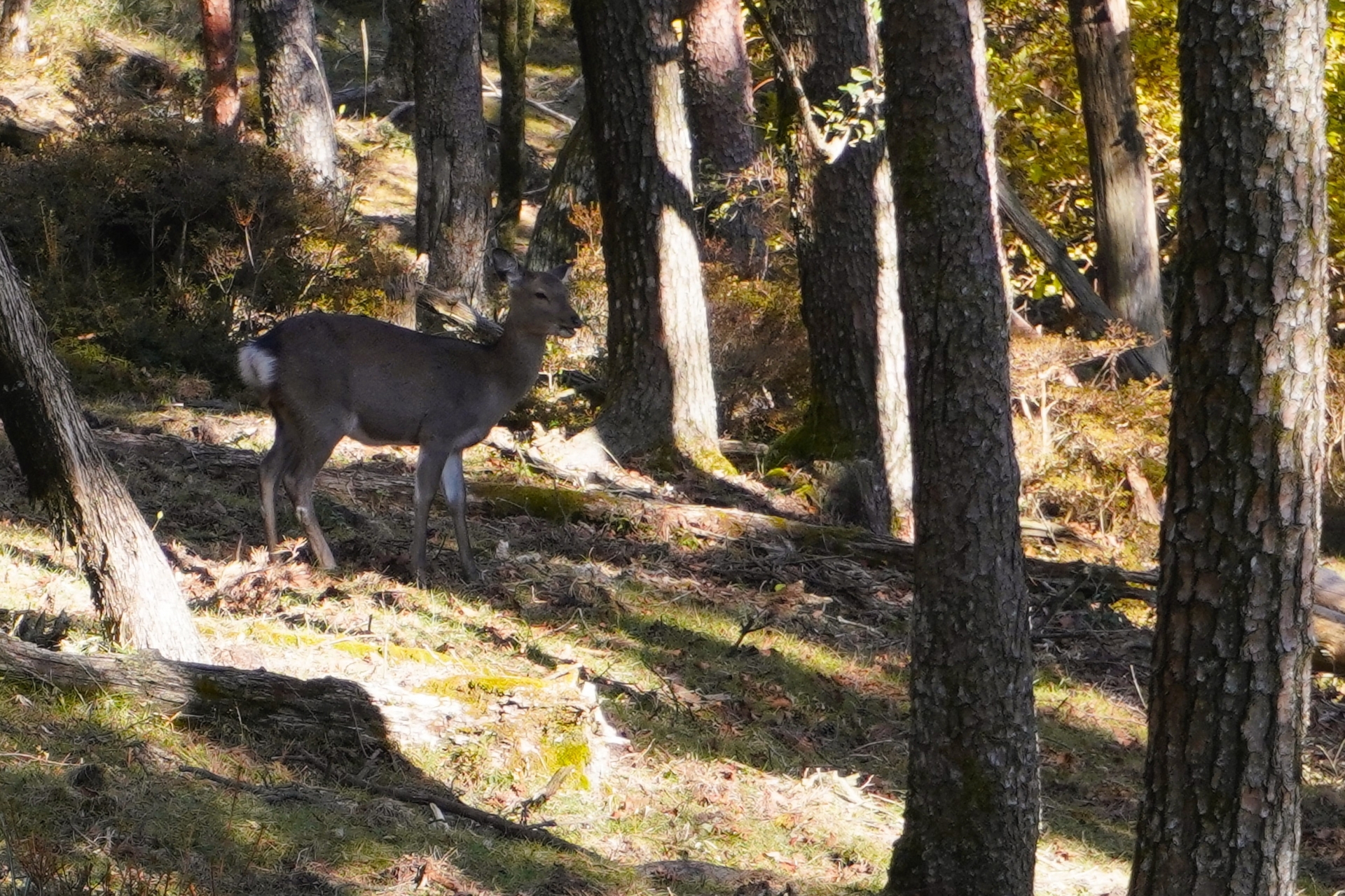 【猟師体験】in道志村