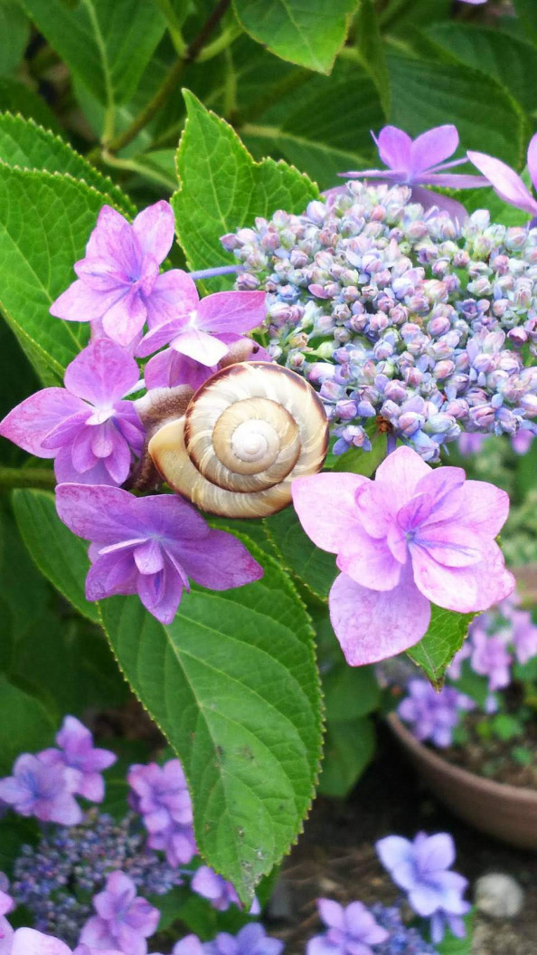 続 梅雨の時期の花 映光自販株式会社