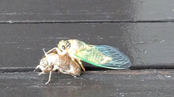 セミの羽化 虫が苦手な方はご注意ください 映光自販株式会社