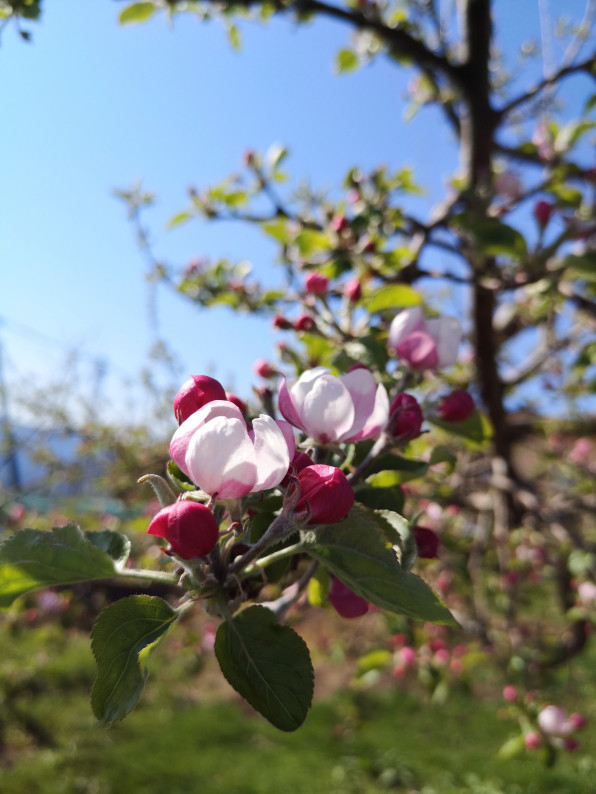 りんごの花が咲き始めました 南信州松川 マルカメ醸造所