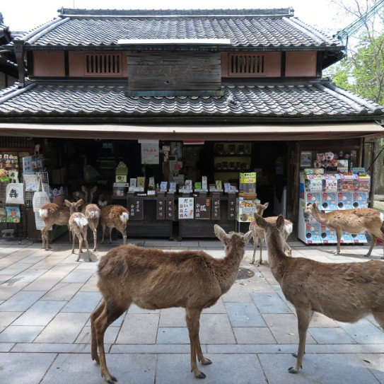 公園 奈良