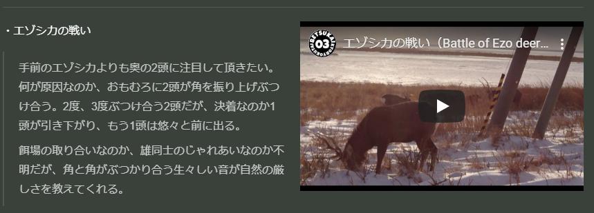 エゾシカの戦い なまら 別海町 地域おこし協力隊