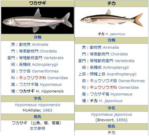 訂正とお詫びとワカサギとチカと なまら 別海町 地域おこし協力隊