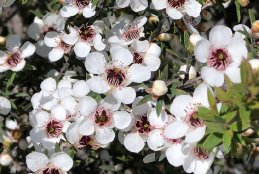 すべての美しい花の画像 心に強く訴えるマヌカ 花