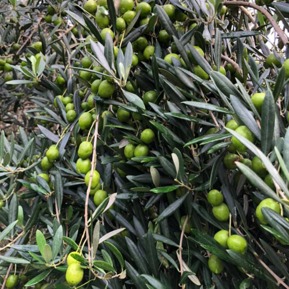 こびらオリーブ園 天草の海風に吹かれて ちゃーこからの菊池便りブログ