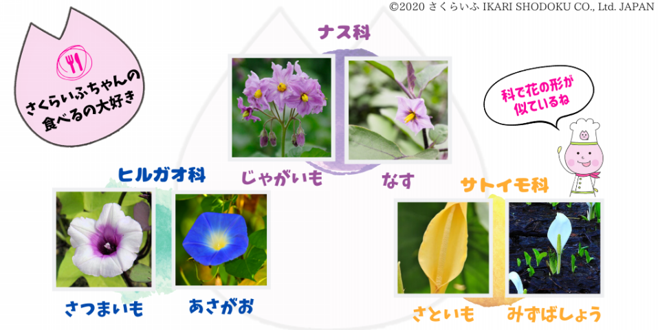 ジャガイモ さくらいふ Presented By イカリ消毒 ジャガイモ さくらいふ Presented By イカリ消毒