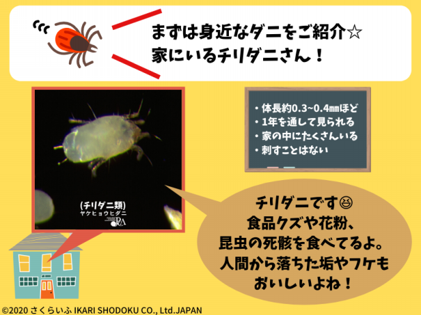 身の周りにいる虫 ダニ さくらいふ Presented By イカリ消毒 身の周りにいる虫 ダニ さくらいふ Presented By イカリ消毒