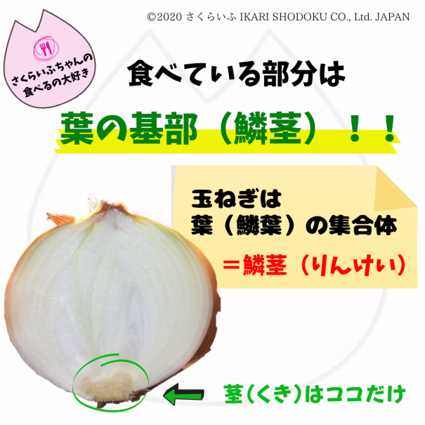 キャッチ 邪魔 潜む 玉ねぎ 茎 Thegreenbow Jp