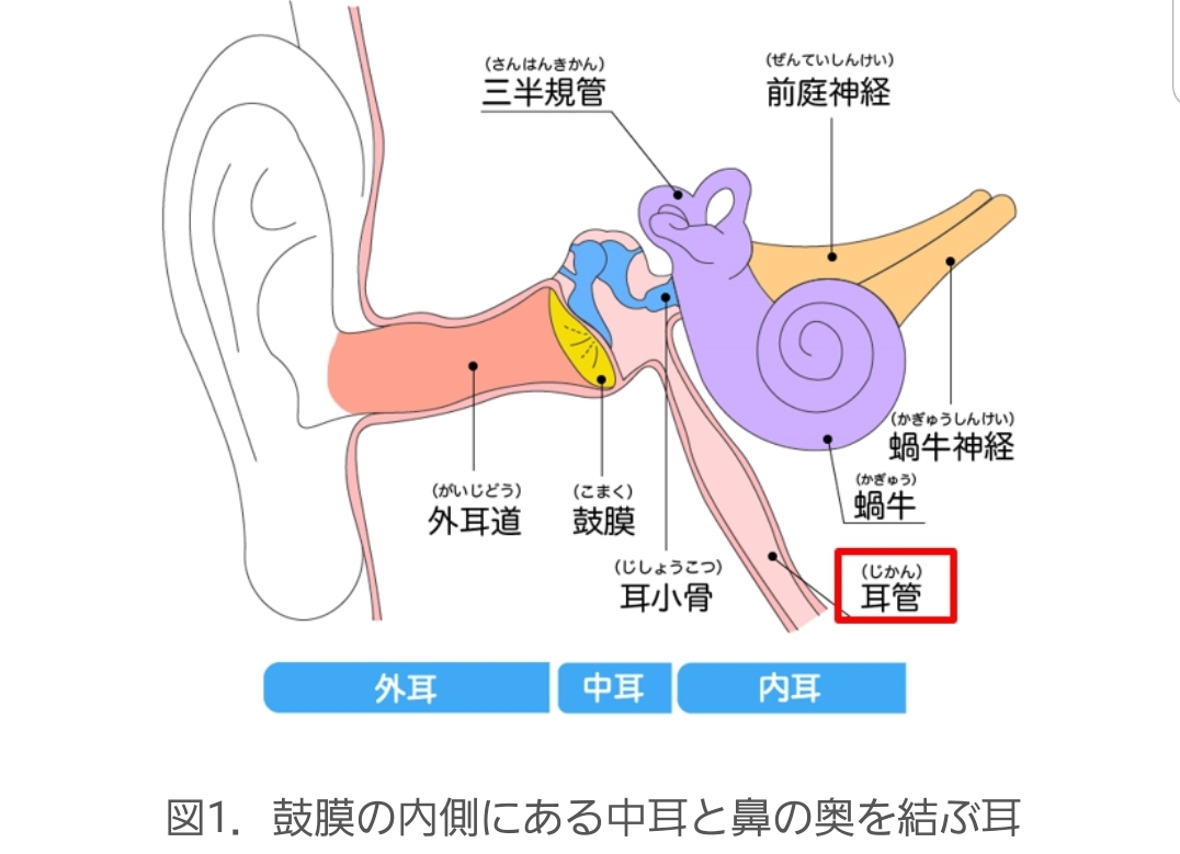 耳管ピン治療 耳管開放症治療 | 医療法人社団誠心会 あすみが丘