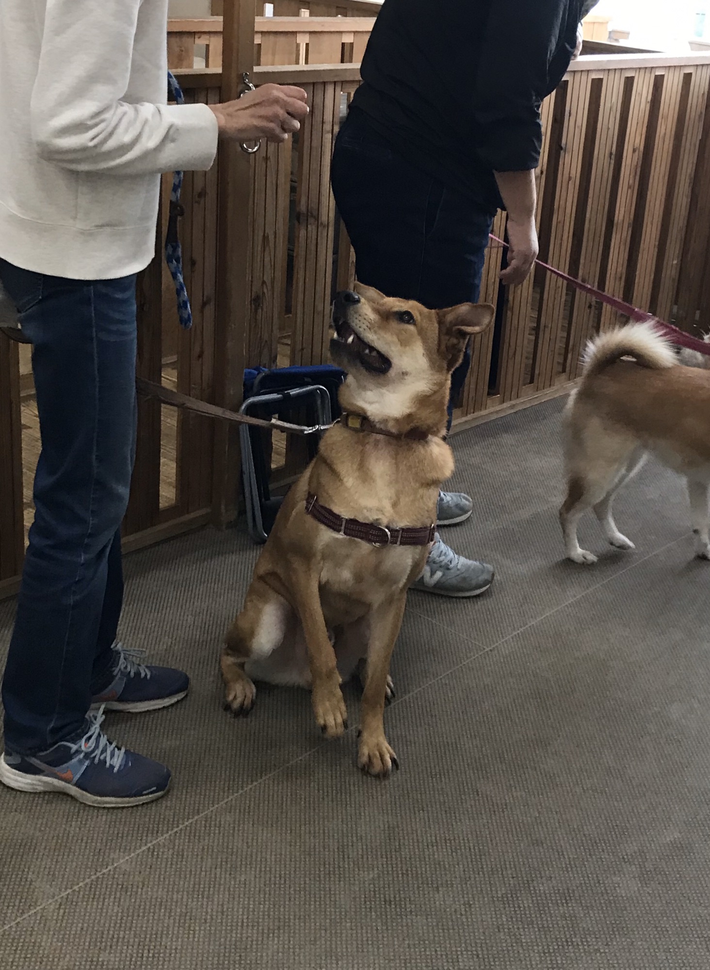 保護犬 埼玉から里親募集中 | ほごけん教育部'