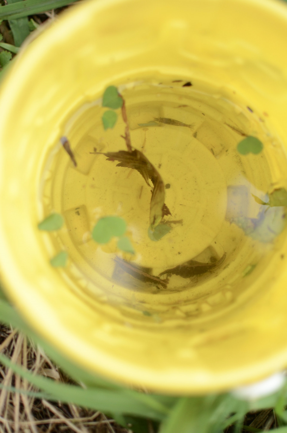 生き物と触れ合う連休 靴下と庭と手作りの暮らし 生き物と触れ合う連休 靴下と庭と手作りの暮らし
