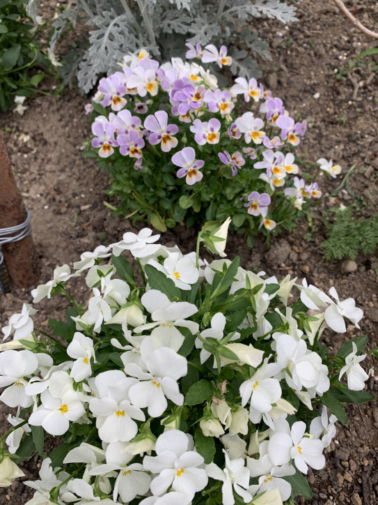 ビオラの種取りの季節 靴下と庭と手作りの暮らし